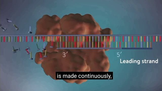 DNA replication -3D animation смотреть онлайн