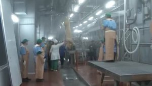 Тестовые убои на новом мясоперерабатывающем заводе «ПромАгро»