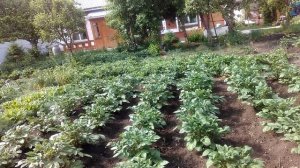 Супер огород первый огурец