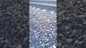 мы ложим вещи под поезд!!!