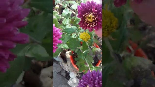 цветы осени смотреть онлайн