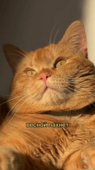 Чувствуете? весной пахнет!