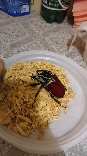 Царь жук - Голиаф Goliathus. Зверь смотреть онлайн