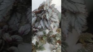 Бегонии декоративнолиственные