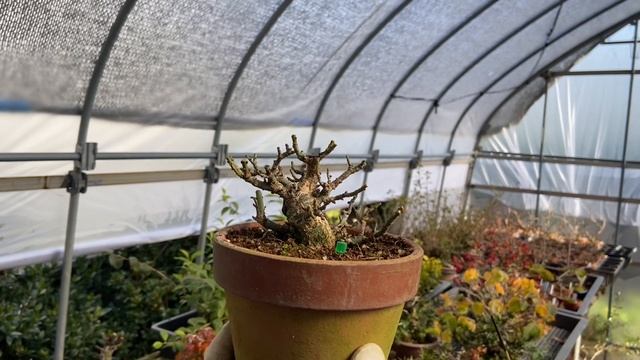 必見価値あり獅子頭紅葉盆栽を小さく作る方法やじま園@tane.bonsai How to make a small lion head autum＃育成#bonsai #日本 #自然 смотреть онлайн