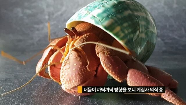 인도소라게 Coenobita Brevimanus Hermit Crabs смотреть онлайн