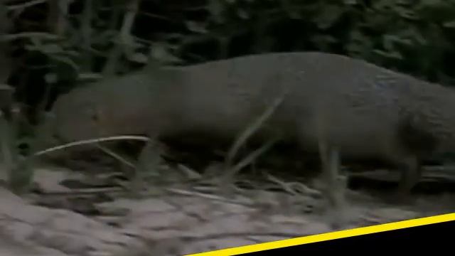 Mongoose Vs Cobra смотреть онлайн