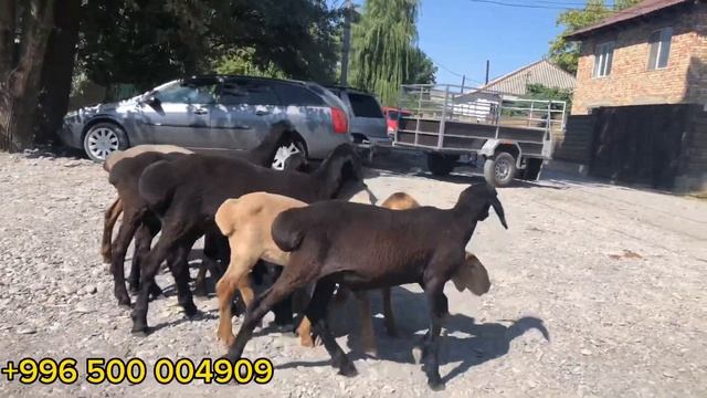 Жаш ургачы козулар сатылат смотреть онлайн