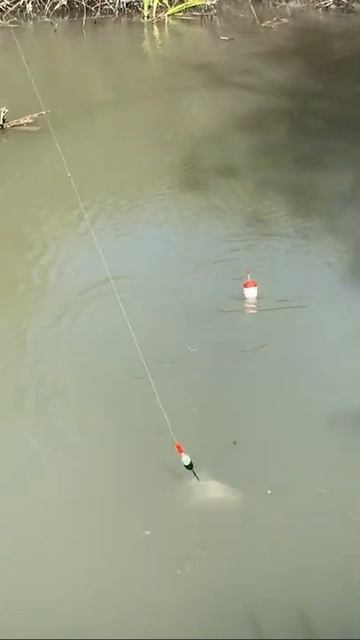 рыбалка на удочку карп карась сазан автор @fishing__fr_ instagram смотреть онлайн