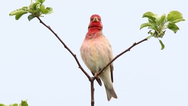 Чечевица. Май 2022 смотреть онлайн