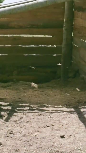 Денний сон свиней#поросята #pig #природа смотреть онлайн