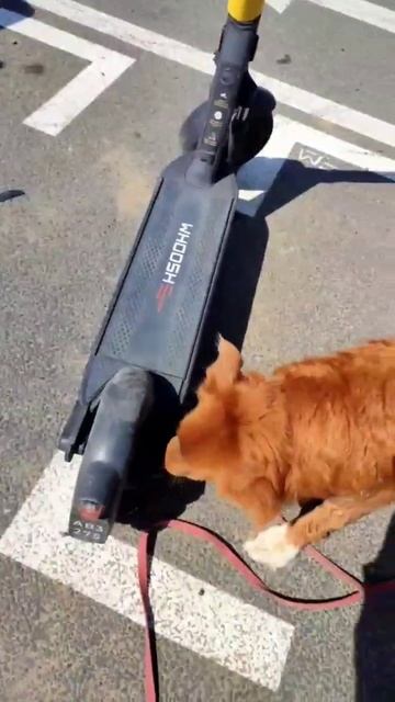 В ноузворк собаки обыскивают и транспорт смотреть онлайн