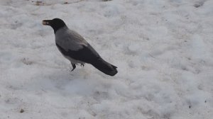 Вороны Основинского, март 2025.