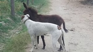 dog and cute baby donkey kes animal video "just animal's video