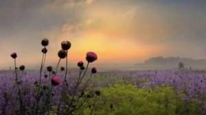 Диана Шагаева - Нежность