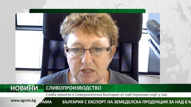 Слаба е реколтата от най-търсения у нас сорт сливи в Североизточна България смотреть онлайн