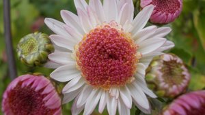 Цветы моего сада*   Хризантемы