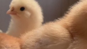 Цыпляткам три-четыре дня😊🐣🐥🐣1 апреля 2025 года