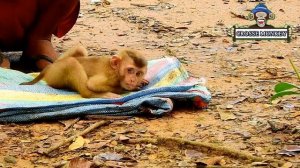 Million Disappoint! Monkey Savana strong refuse join grafting wth group/Savana scare Lin abandon he