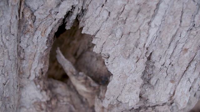 Part of historic White House magnolia to be removed смотреть онлайн