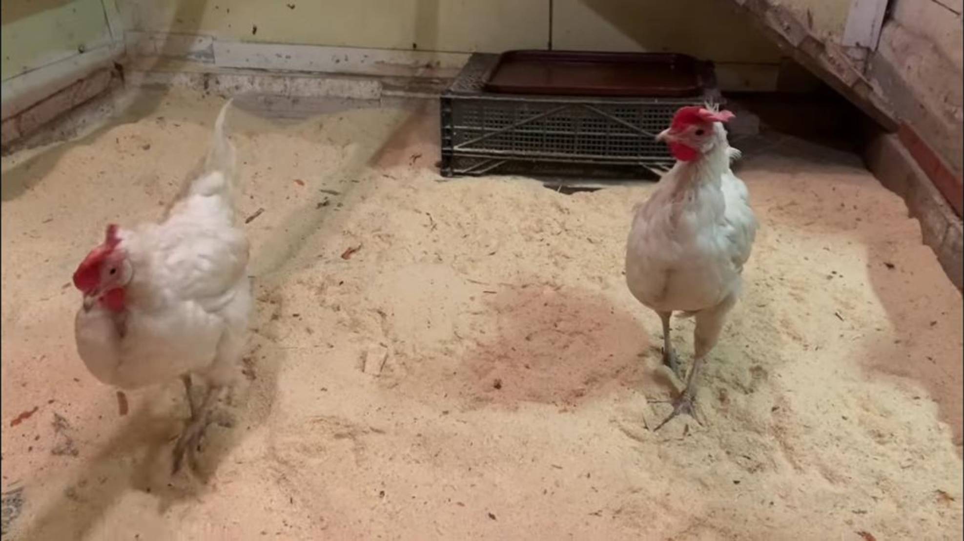 ГЕНЕРАЛЬНАЯ УБОРКА ОДНОЙ ЧАСТИ КУРЯТНИКА-Я МОЛОДЕЦ😊😁😁😁5 апреля 2025 года смотреть онлайн