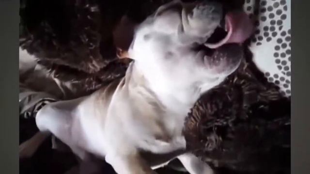 Кошки смешно - Funny cat videos #7 смотреть онлайн