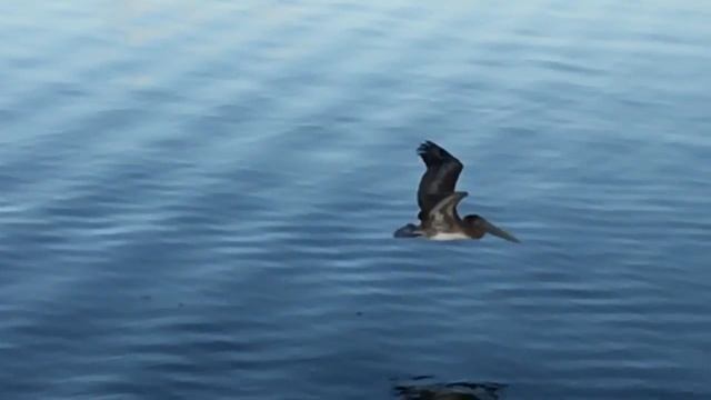 Pelican taking off смотреть онлайн