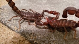 4K/HD ANDROCTONUS GONNETI SPERMATOPHORE