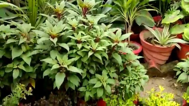 Over view of my home garden in Rainy season 30th July 2019.