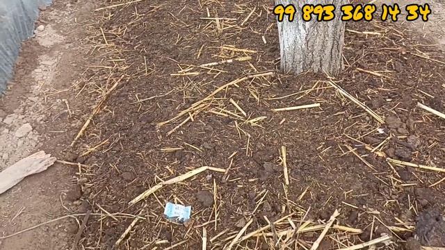 Kaliforniya qizil qurti ulken ozgerisler Калифорния кизил шербий улкен озгерислер смотреть онлайн