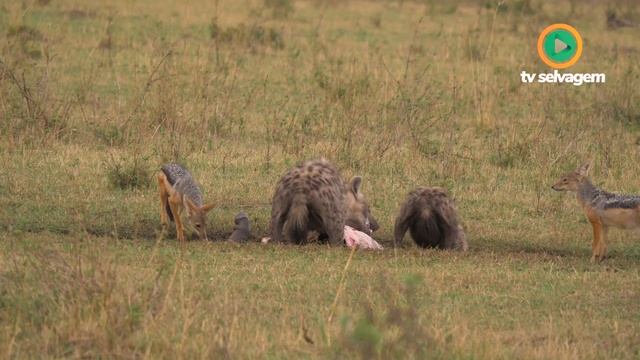 INCRÍVEL JAVALI ENFRENTA LEOARDO E HEINA DE UMA SO VEZ