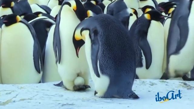 Pinqvinlər / Penguins haqqında смотреть онлайн