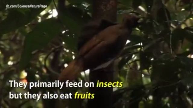 Райські птахи смотреть онлайн