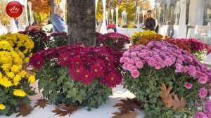 Парк Галицкого золотые краски.