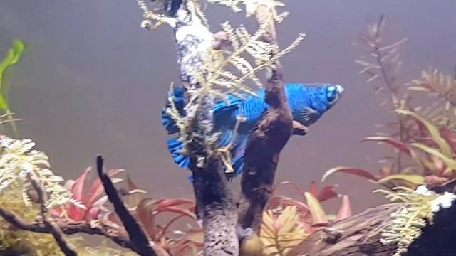 Eflatun 26.12.2020 смотреть онлайн