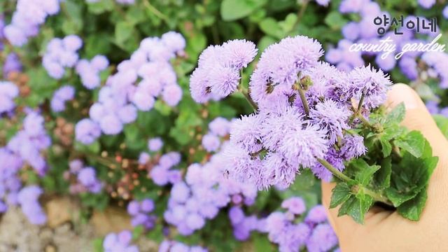 늦가을 정원에 피는 꽃추천/사랑초 키우기/가을 파종 (비올라)/감자짜글이 만들기/일상 смотреть онлайн