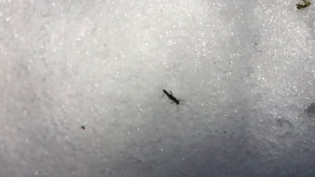 Small winter stoneflies at Matthaei Botanical Gardens смотреть онлайн