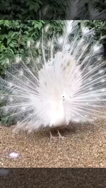 white colour peacock 🦚 смотреть онлайн