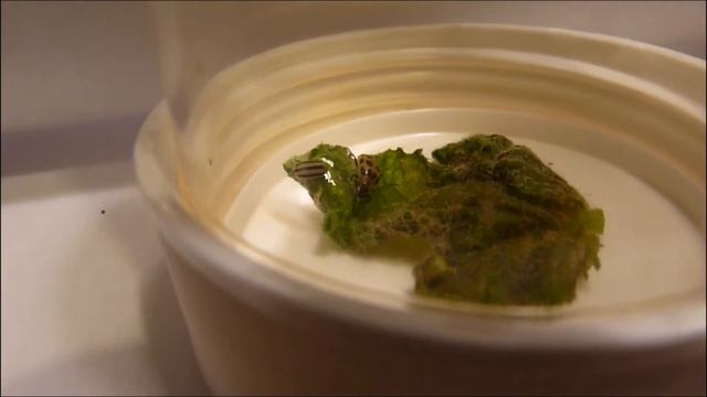 Fighting cucumber beetles in my backyard (Part I) смотреть онлайн