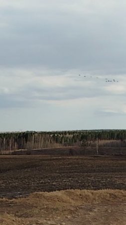Журавли прилетели.Весна.Сибирь.13/04/2025.