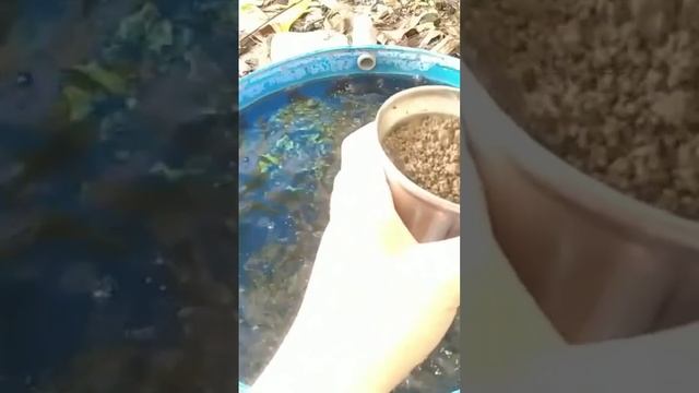 probiotik em4 perikanan untuk bibis pakan dan fermentasi #bibitlele #budikdamber #kolamlele #aerasi