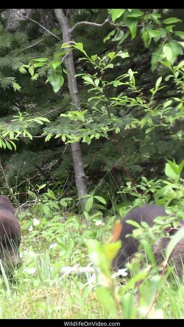 Very Mature Grizzly Bear Mum and Her 3 Newborns смотреть онлайн