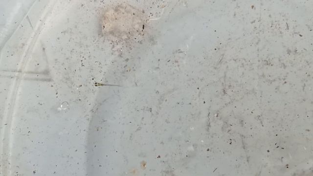 Danionella cerebrum fry смотреть онлайн