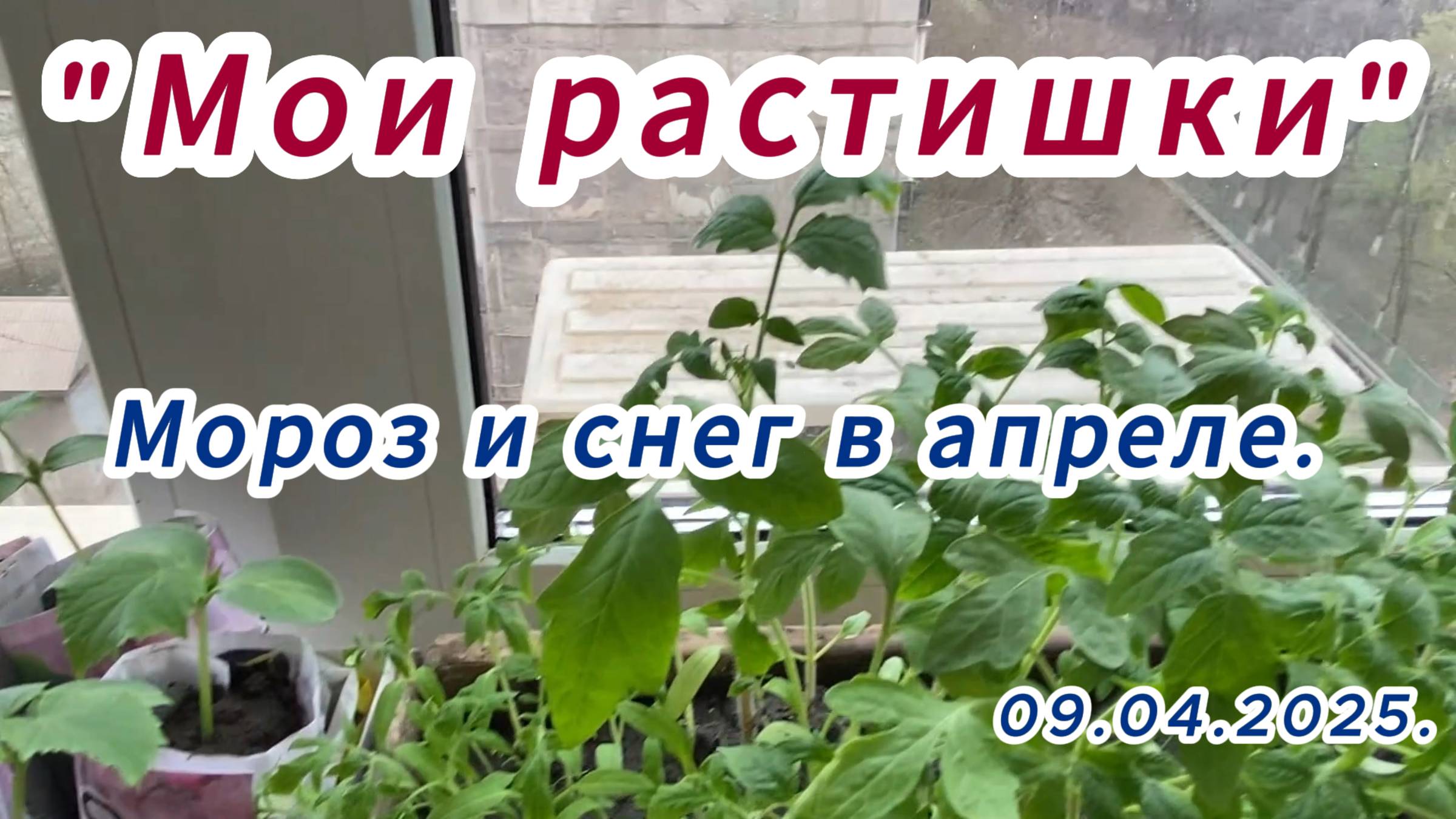 2025. "Мои растишки | Мороз и снег в апреле". 9 апреля.