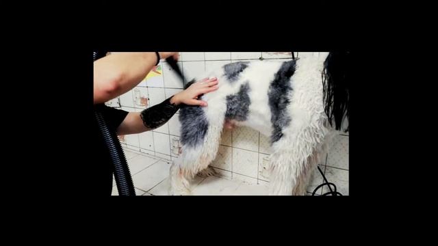 Sopladora Master Blaster Metrovac-IMPAVET смотреть онлайн