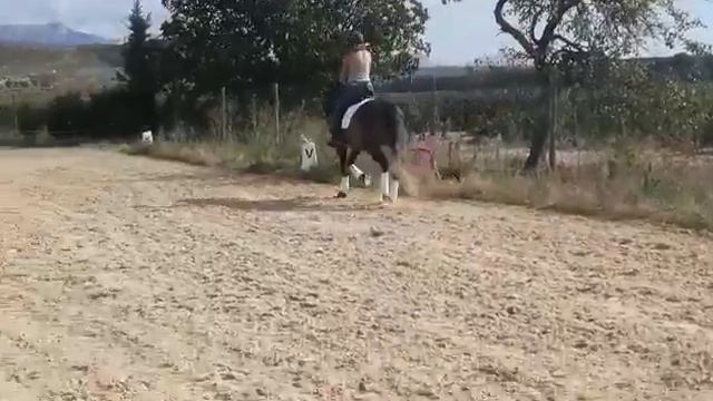 Ваш сообщник в достижении будущих высоких результатов в выездке смотреть онлайн