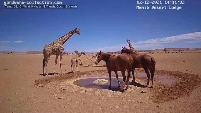 Жирафы и лошади смотреть онлайн