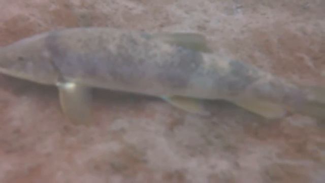 Lake Michigan shipwreck SCUBA diving, 7/14/2018 #9 смотреть онлайн