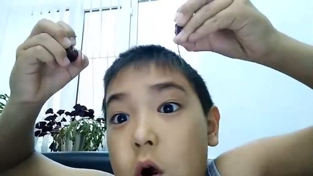 Вишня  фокус