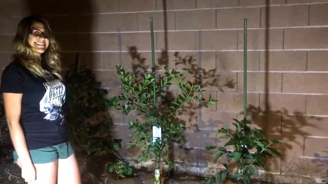 PLANTING A TROPICAL FRUIT TREE